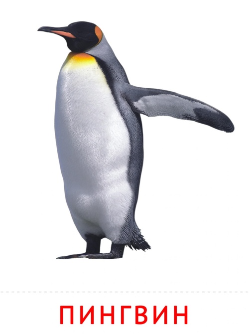 Пингвин из мультфильма Мадагаскар (пингвин)