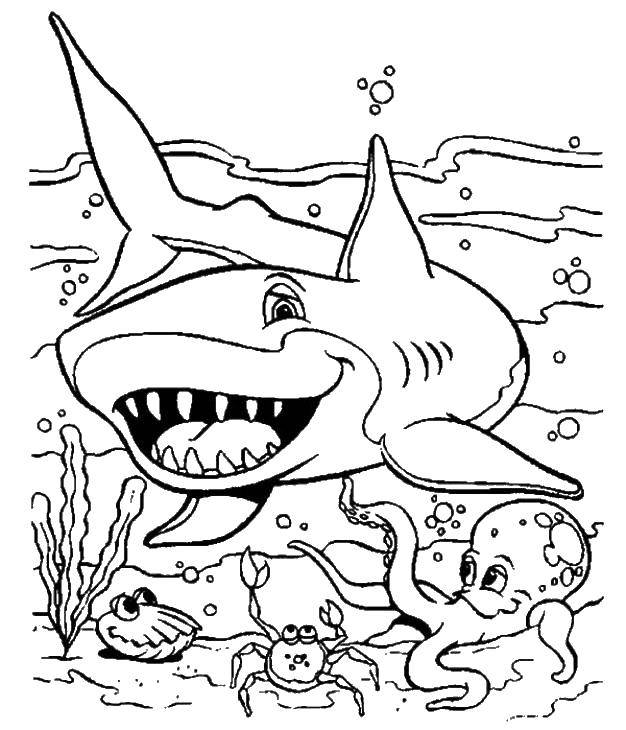 Морские животные: акула, медуза, краб - раскраски для детей (акула, медуза, краб)