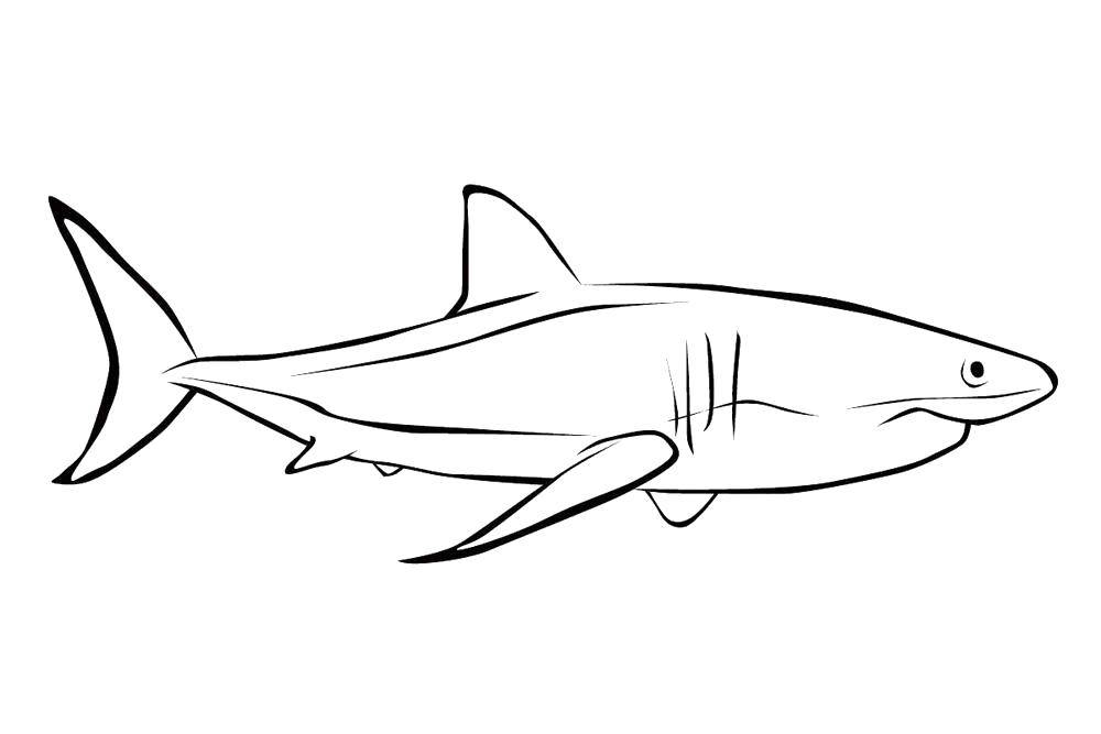 Раскраски морского подводного мира, акул и хищников для детей (акула, хищник)