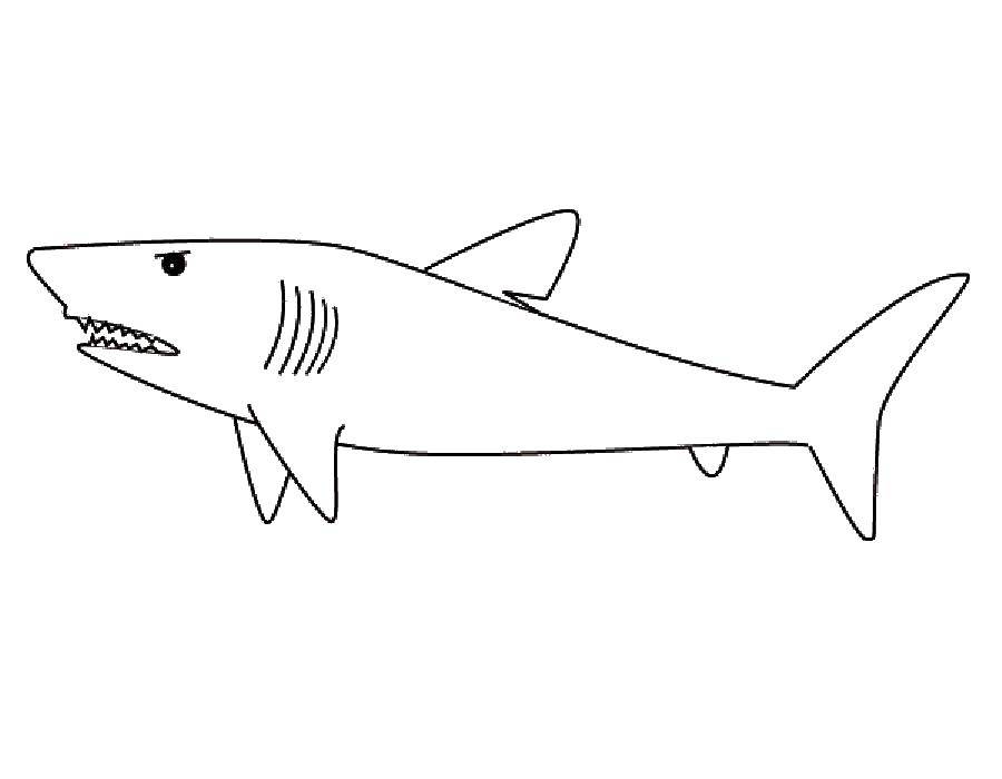 Раскраски с морскими животными - акулами для детей (акула)