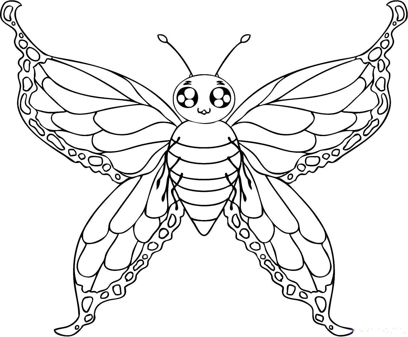 Раскраска бабочка для девочек (бабочка)