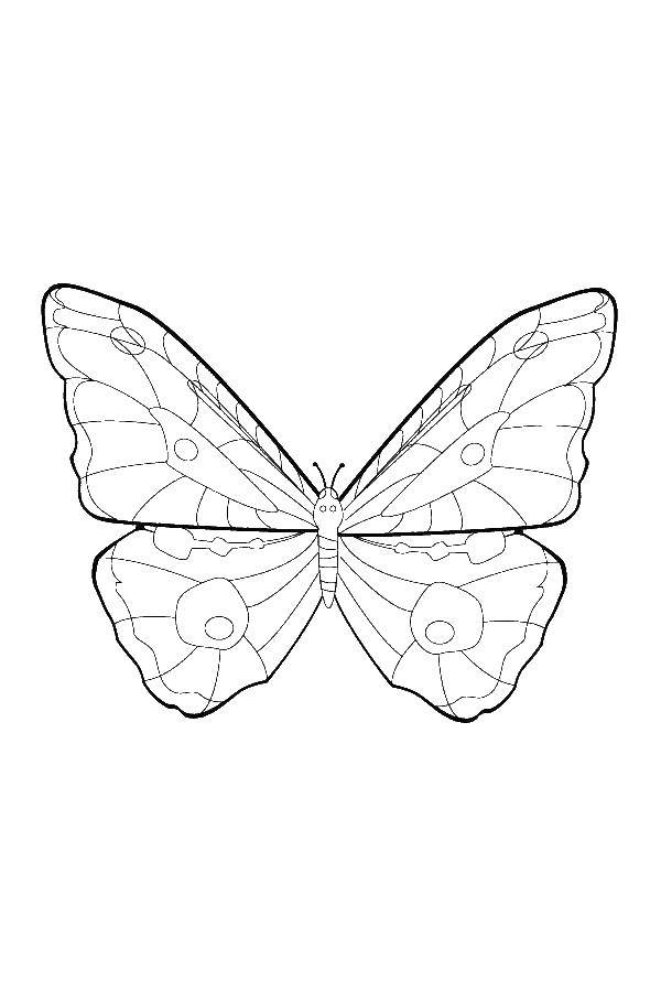 Контурная раскраска насекомых бабочек для детей (контуры)