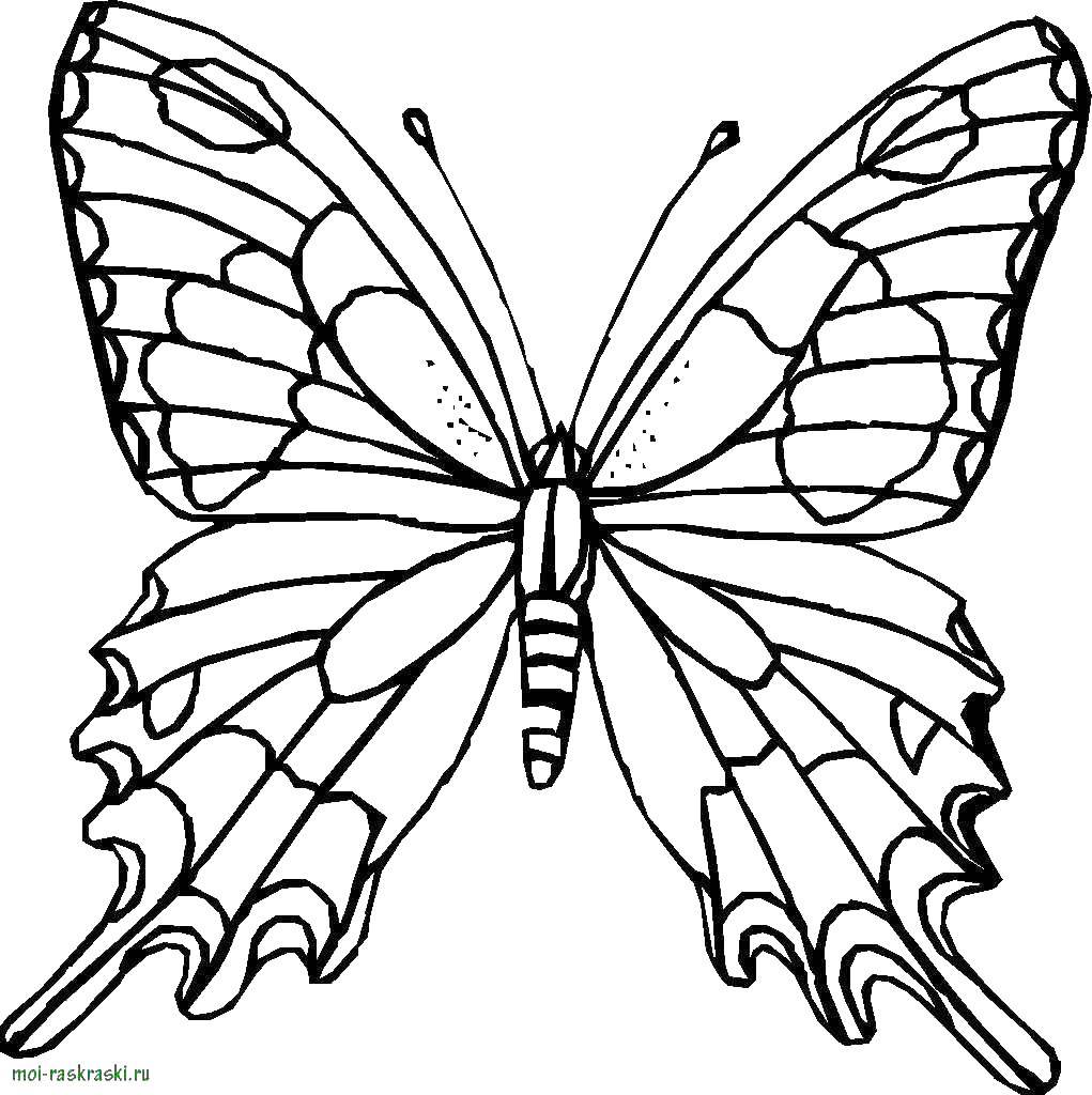 Раскраски на тему насекомых бабочек - бесплатный онлайн сервис для детей (насекомые, бабочки)