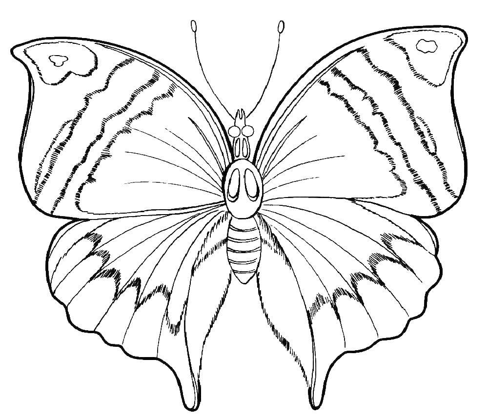 Раскраска бабочки для девочек (бабочки)