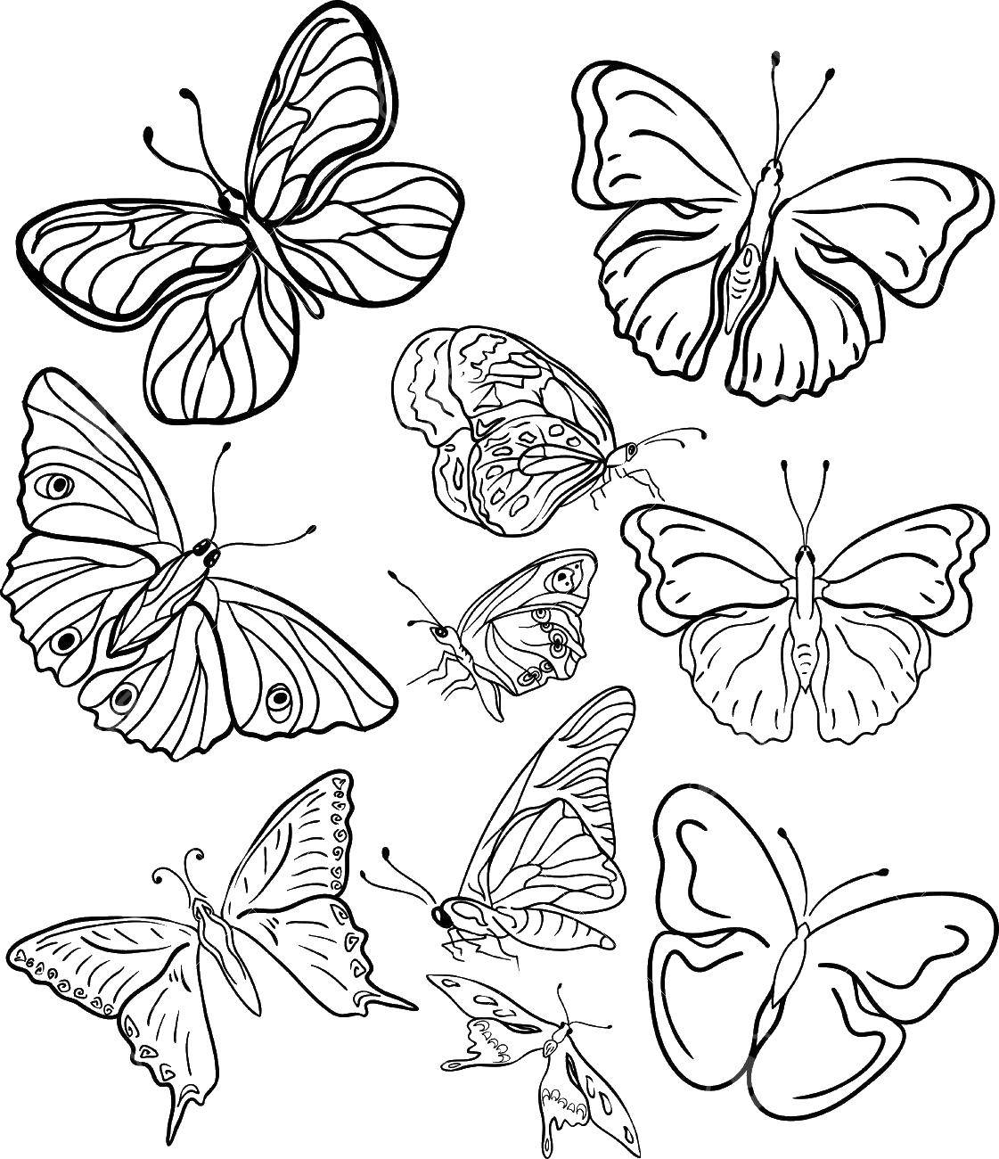 Раскраски с красивыми бабочками для детей всех возрастов