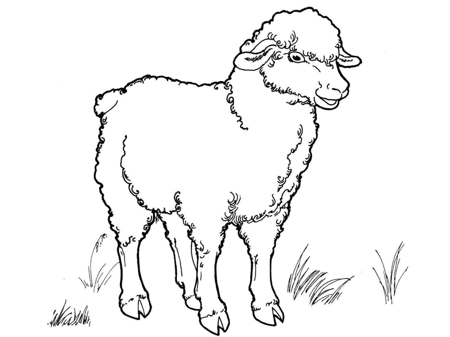 Раскраска домашнего животного барана на поле для детей (баран, поле, животные)