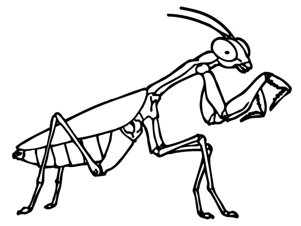 Раскраска контуры насекомые Богомол, самка (богомол, самка)