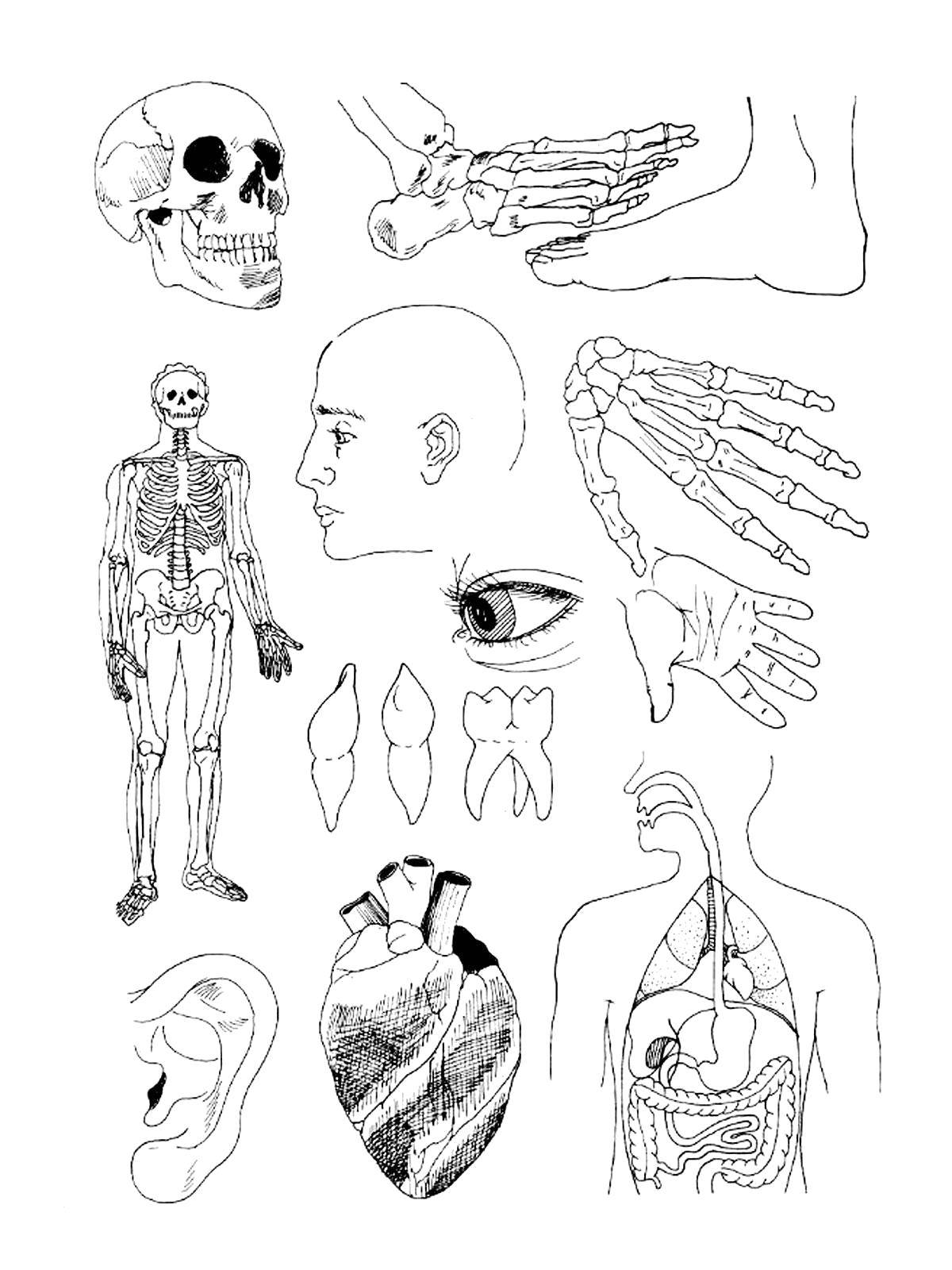 Раскраска изображения человека и его внутренних органов (человек)