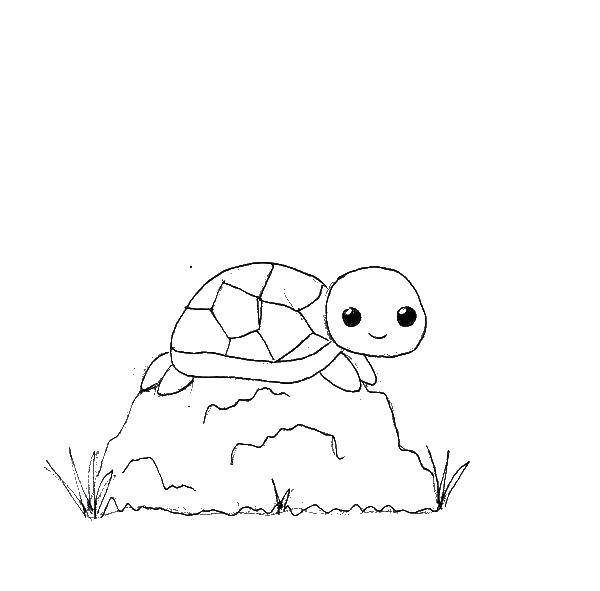 Раскраска черепахи с панцирем для детей (панцирь, раскрасить)