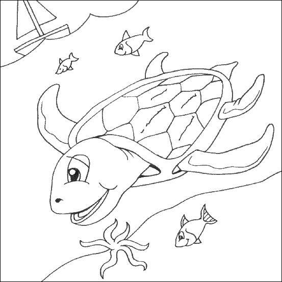 Раскраска морской черепахи для детей (развивающие, черепаха)