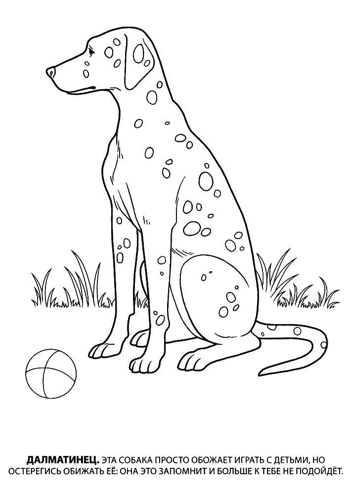 Раскраска с собакой далматинцем