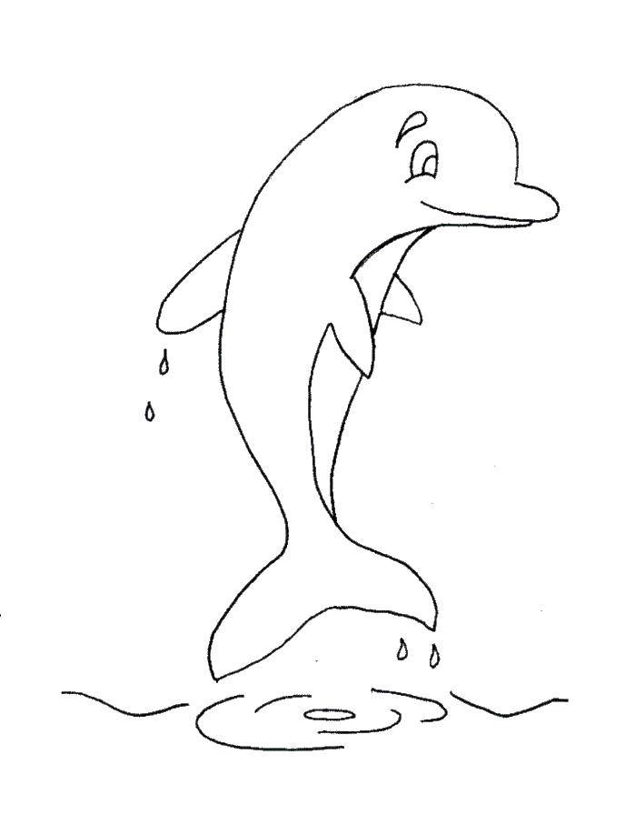 Раскраска милых дельфинов для детей (дельфин)