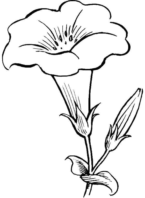 Раскраска цветок для малышей (цветок, цвета)
