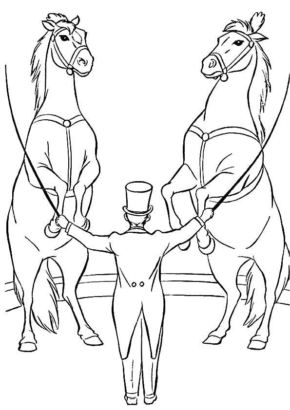 Раскраска цирка с лошадьми и дрессировщиком для детей всех возрастов (лошади, дрессировщик, задания)