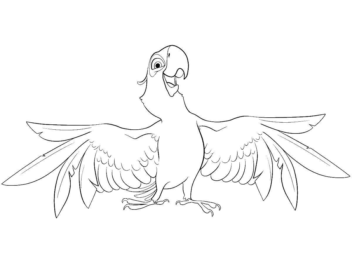 Раскраска попугая и голубой ары из мультфильма Рио Голубчик (попугай)
