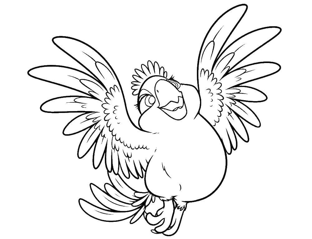Раскраска Рио Карла из мультфильма Голубчик для девочек (голубчик)