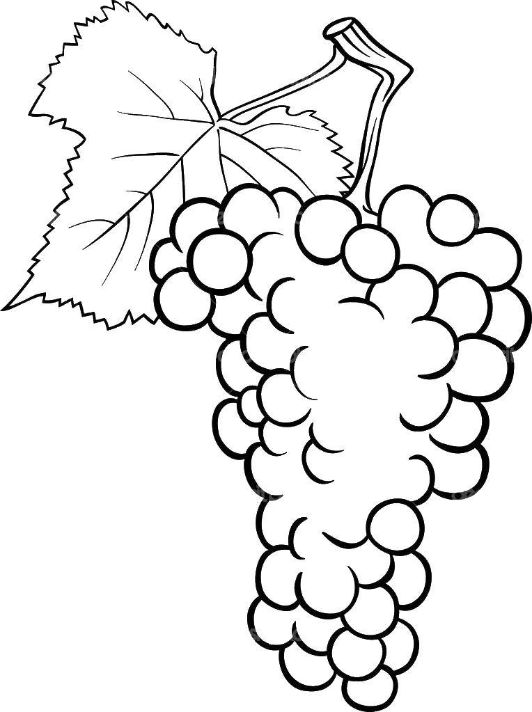 Раскраска виноград Ягоды для детей (виноград)