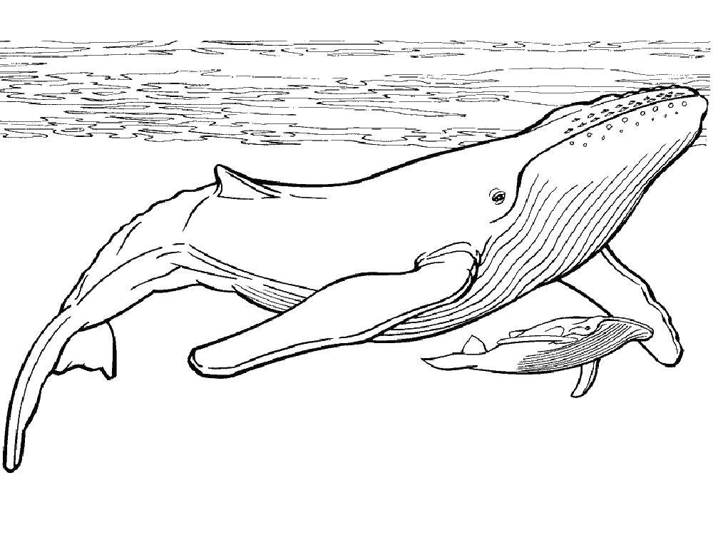 Раскраски с морскими обитателями - китом, рыбой и другими (кит, рыба)