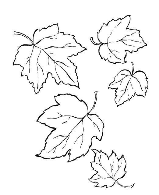 Раскраска кленового листа в осенних тонах для детей (лист, осень, развивающая)