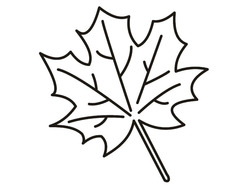Осенний листопад кленовый лист - раскраска для детей (листопад)