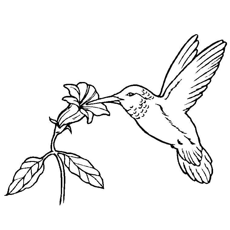 Раскраска с колибри - бесплатное изображение для распечатки и окраски (колибри)