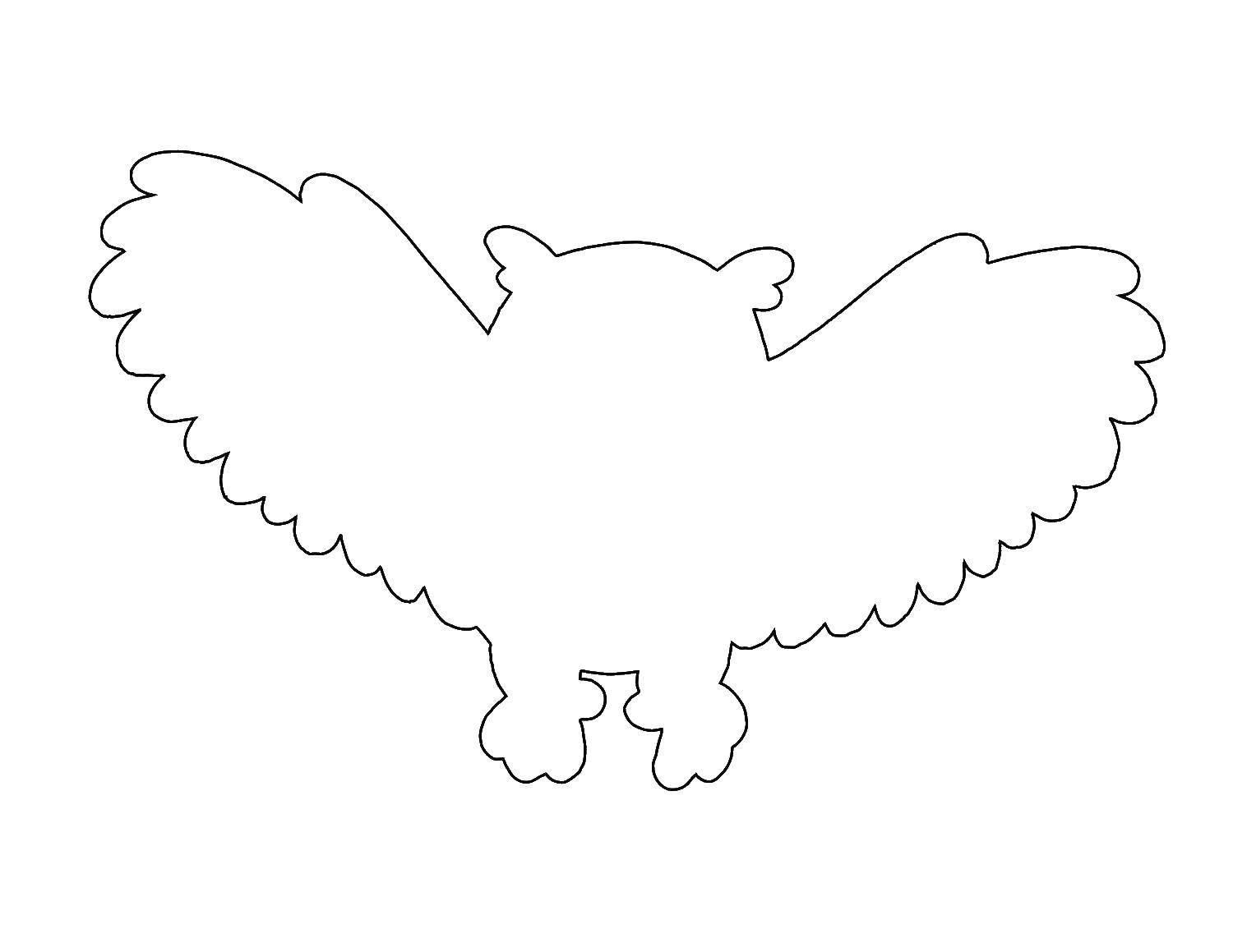 Контурная раскраска совы (контуры, сова, фламинго, попугай)