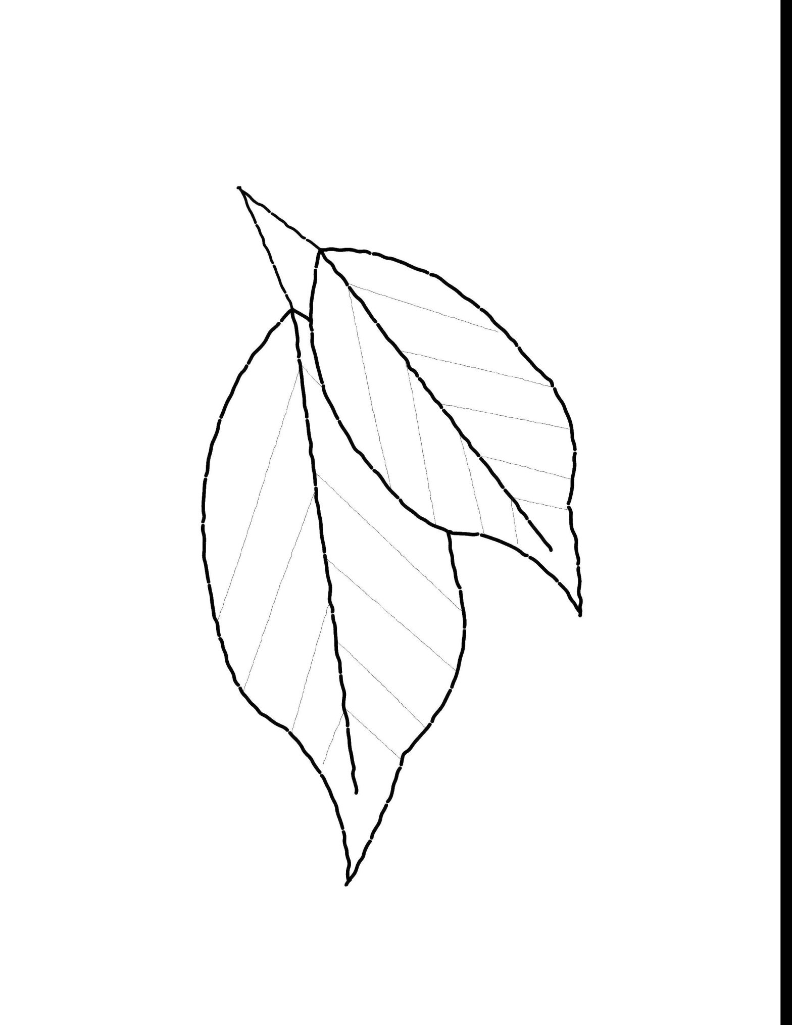 Раскраска контуров листьев (комиксы)