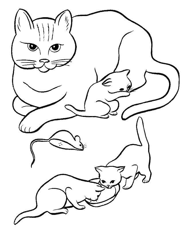 Раскраски Коты и котята - бесплатные распечатки для детей (Коты, котята, кошка)