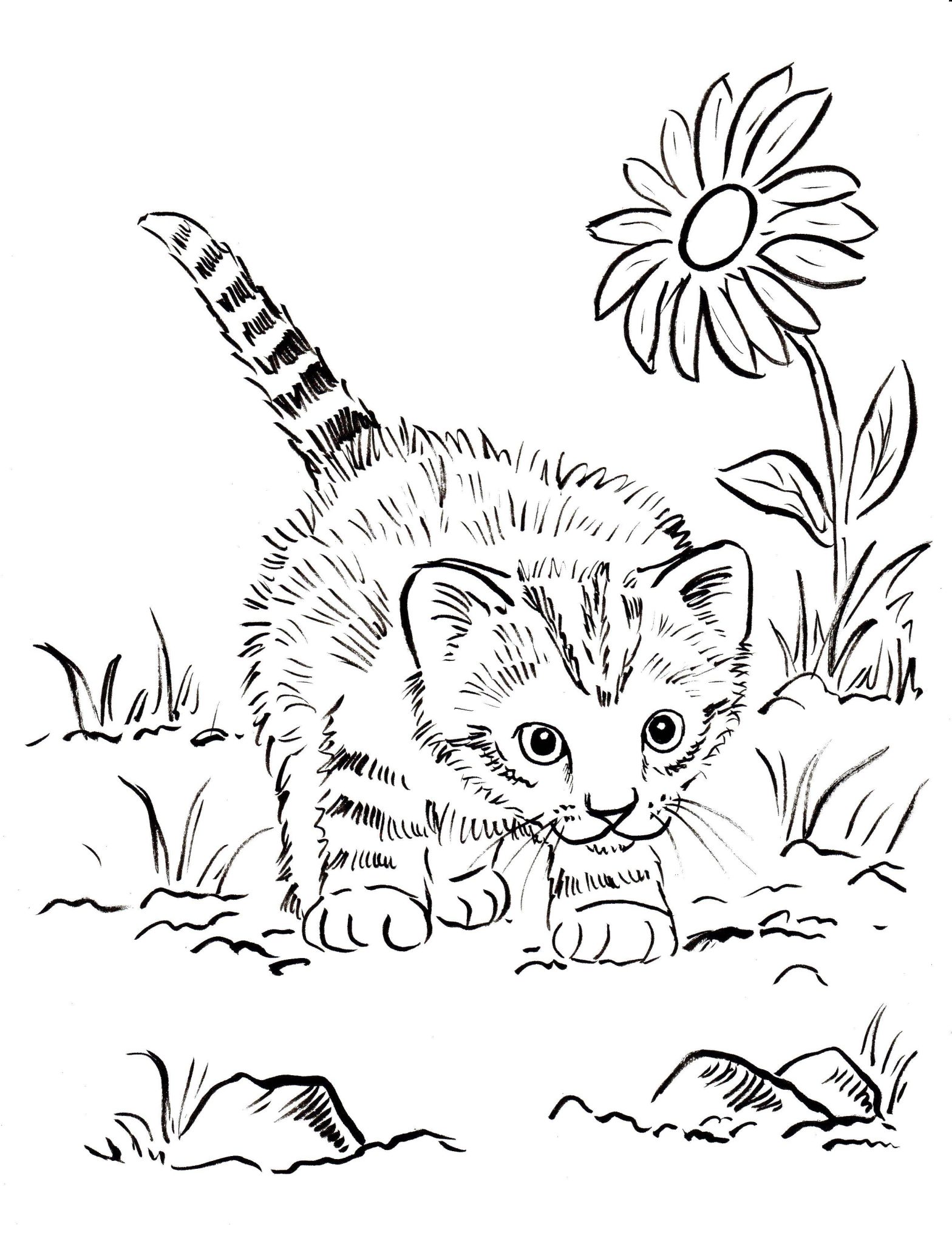 Раскраски с котами и котятами для детей (котенок, природа)