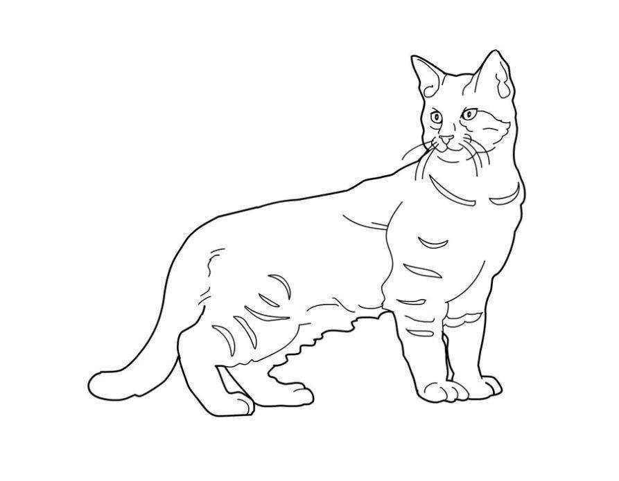 Раскраска котенка на белом фоне (котики, распечатки)