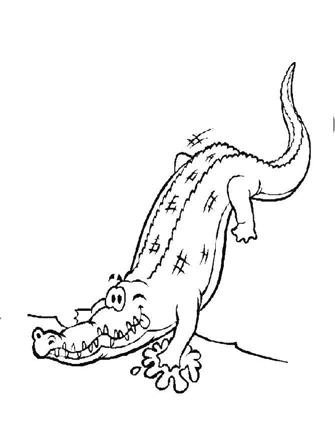 Раскраски рептилий и крокодилов для детей - интересная и развивающая занятость (рептилии)