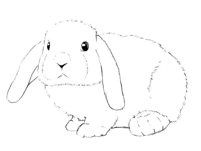 Раскраска кролика и зайца с ушами зубами для детей (кролик, зубы)