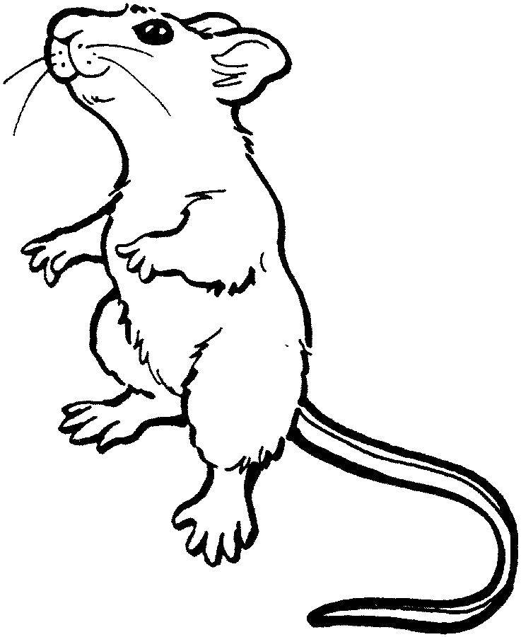 Раскраска мыши и крысы для детей (крыса, зверушки)