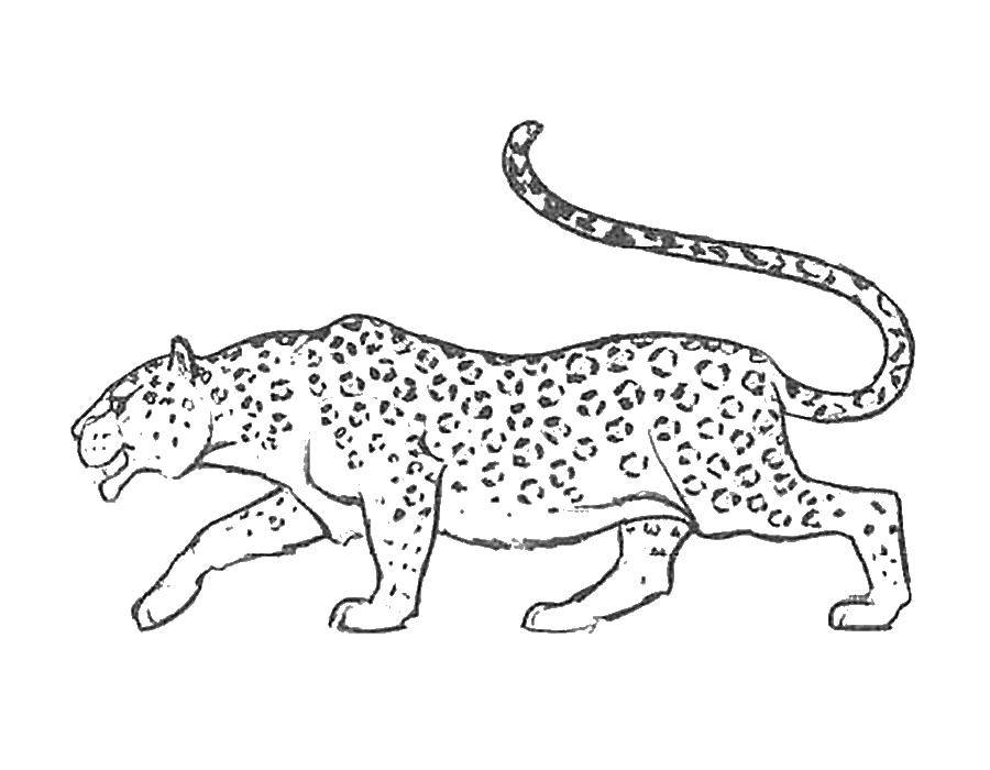 Раскраска леопарда для детей (леопард)