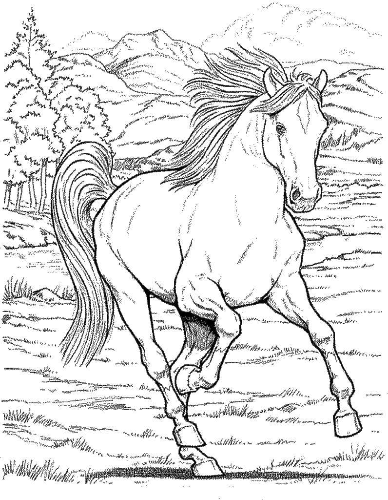 Раскраски Животные, лошадь для девочек (лошади, развивающие)