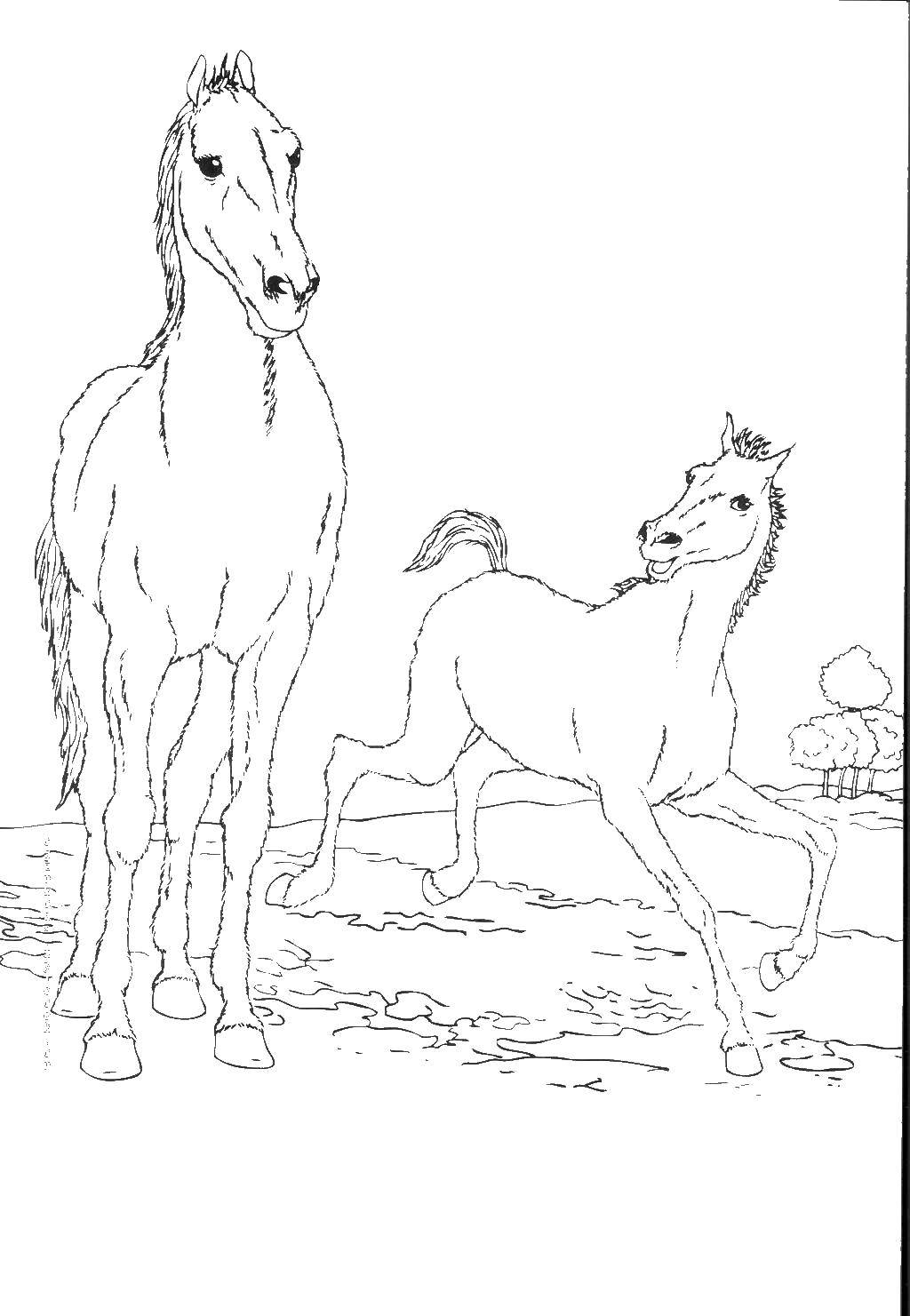 Раскраска лошади для детей (лошадь)