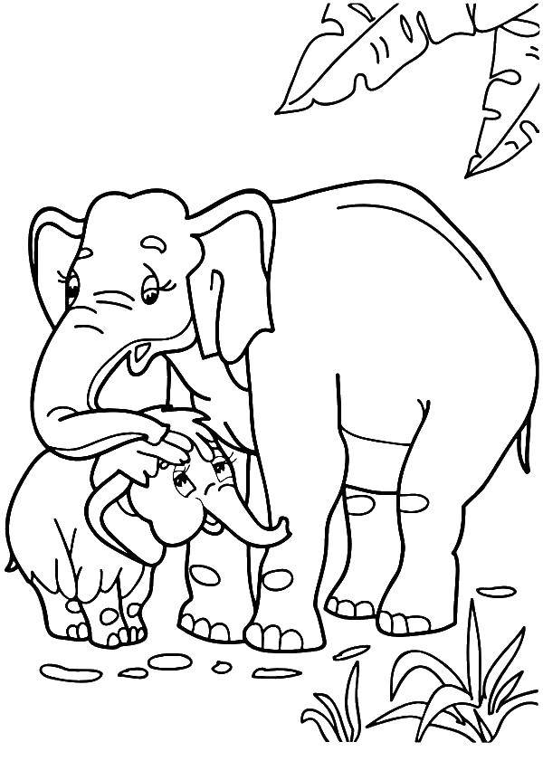 Раскраска мамы и мамонтенка для детей (мама, мамонтенок)