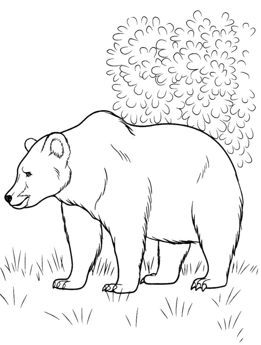 Раскраска дикого животного: медведь - бесплатно распечатывай и раскрашивай! (медведь)