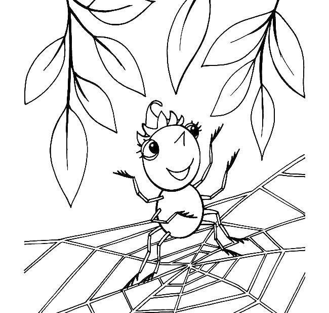 Раскраска паук для малышей (паук, насекомые)