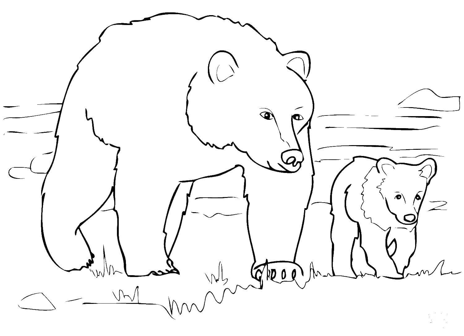 Раскраска медведя и медведицы для детей (медведь, медведица)