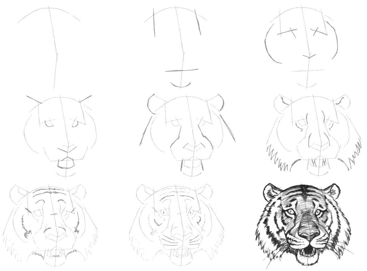 Раскраски с пошаговой инструкцией: как нарисовать тигра карандашом для детей (тигр)