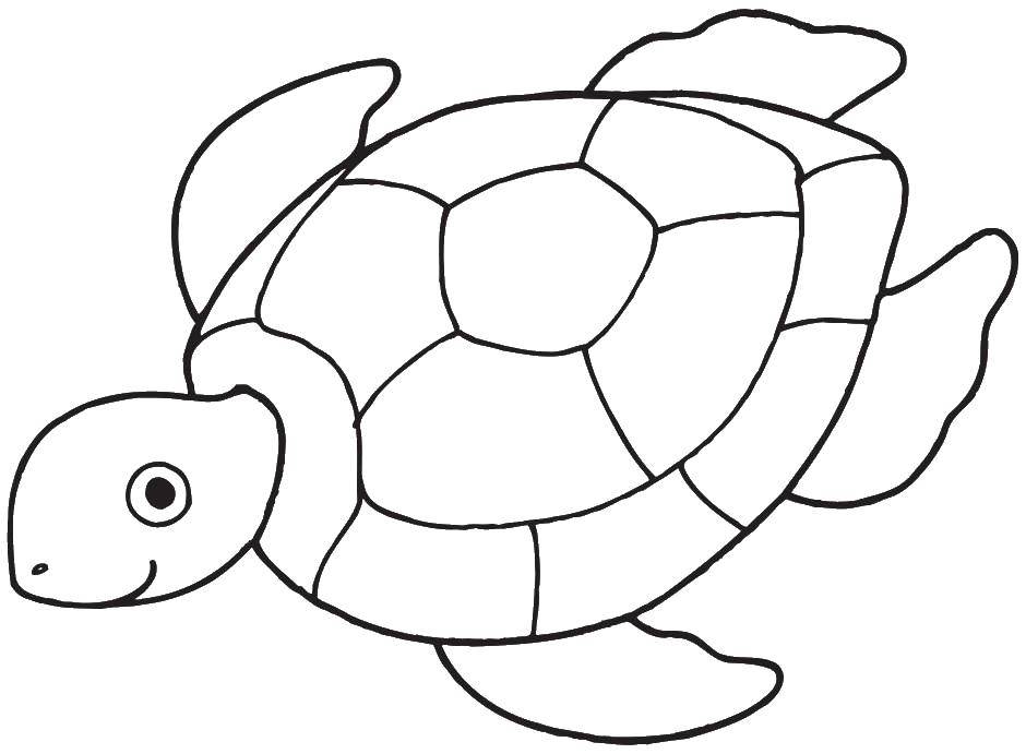 Раскраска морской черепахи с панцирем (панцирь)