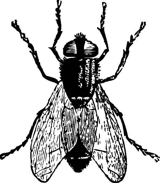 Контуры раскраски на тему насекомых: муха (муха)