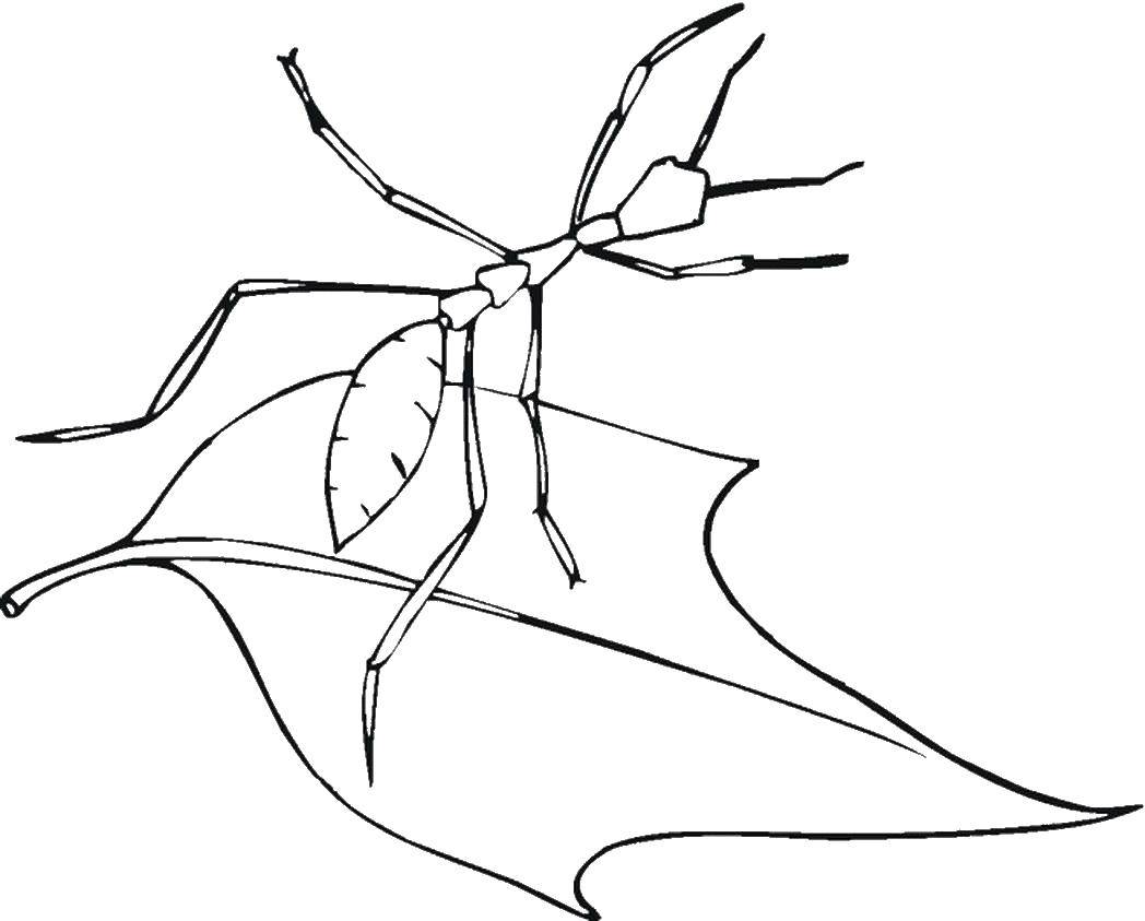 Раскраски на тему насекомых: муравей, усики, листочки (муравей, листочки)