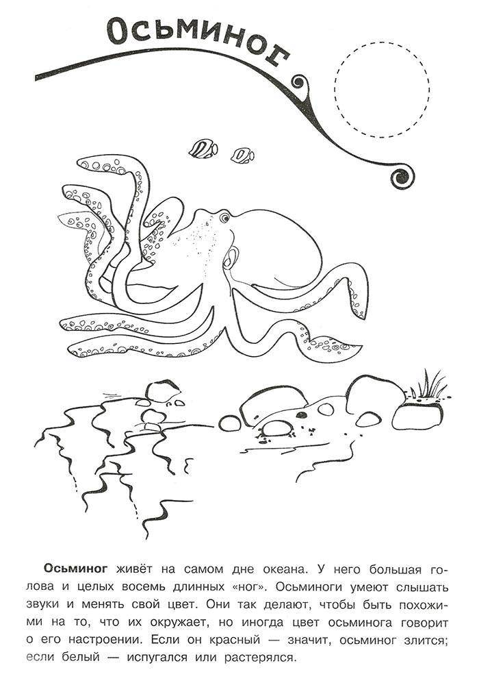 Раскраска с осьминогом и рыбой (осьминог)