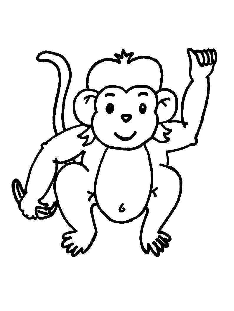 Раскраски животных - обезьяна, обезьянка. Развивающее занятие для детей (животные, обезьяна, обезьянка)