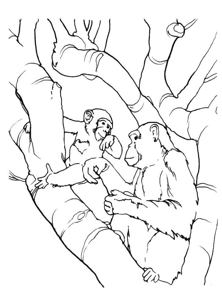 Раскраска обезьяна на дереве (обезьяна, дерево)