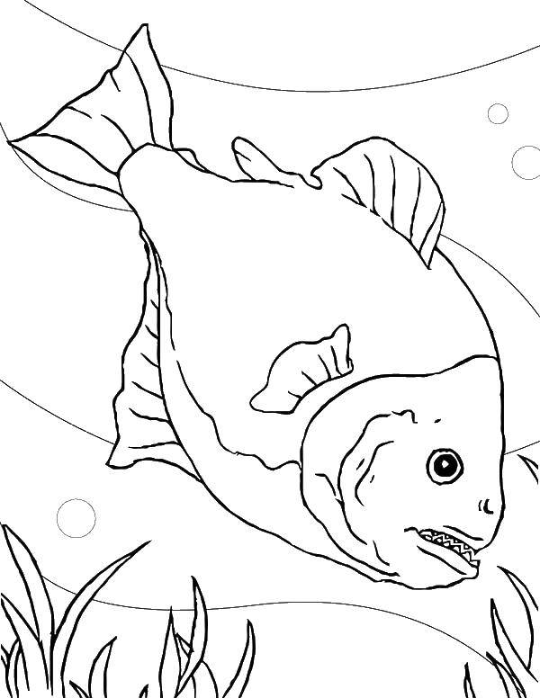 Раскраски морской жизни: подводный мир и рыбы - бесплатно скачать и распечатать (рыба)