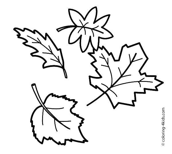 Раскраски листьев для детей - контуры деревьев в осеннем стиле (листья, контуры, осень)
