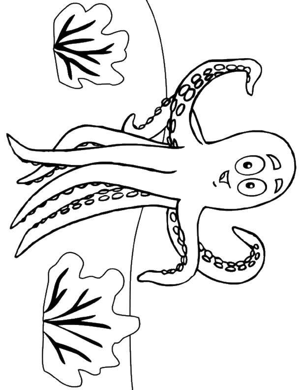 Раскраска морского подводного мира с осьминогом (осьминог, обитатели)